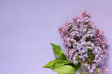 purple background with lilac branch, top view.