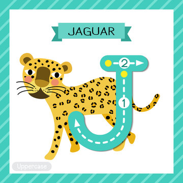 Letter J Uppercase Tracing. Walking Jaguar