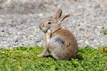 Wild Baby Rabbit