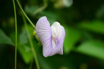 Light purple flowers resemble flaps