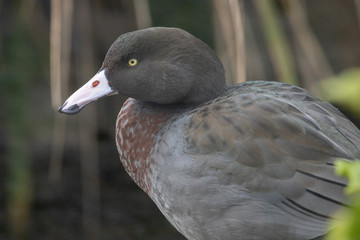 Whio Blue Duck of New Zealand