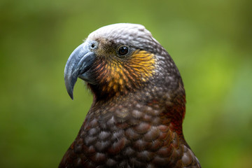 North Island Kaka in New Zealand