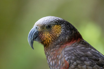 North Island Kaka in New Zealand