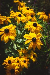 yellow flowers in garden