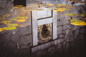 reflection of a lion in a pond