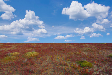 blühender Queller (Salicornia) am Strand von Sankt...