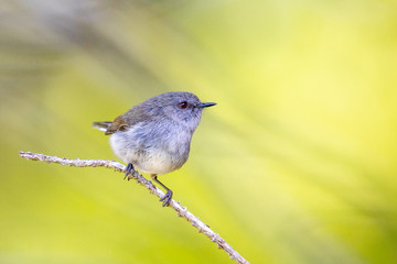 Grey Gerygone Warbler in New Zealand