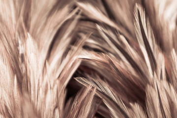 Beautiful abstract white gray and brown feathers on dark background and colorful soft brown white feather texture on white pattern