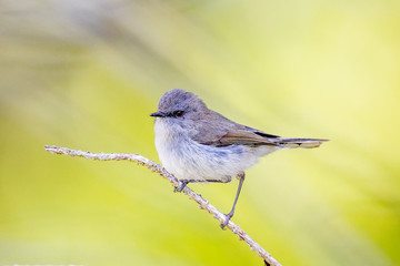 Grey Gerygone Warbler in New Zealand