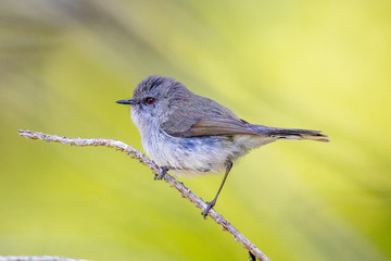 Fototapeta premium Grey Gerygone Warbler in New Zealand