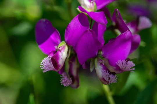 purple flower