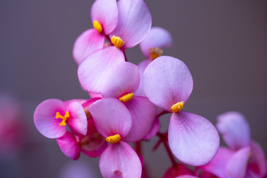 succulen flowers