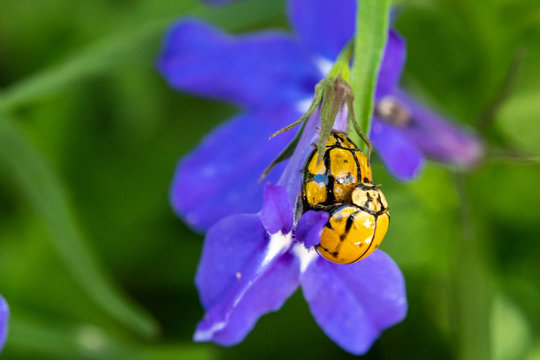 ladybugs on a flower