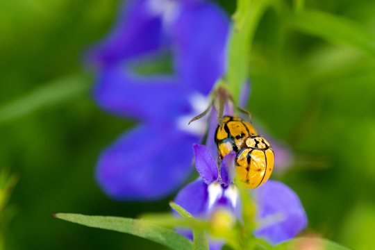 Ladybugs on a flower