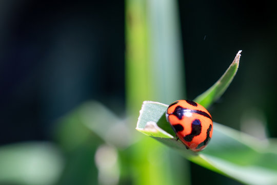 Ladybug on blade of grass