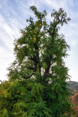 yongmunsa gingko tree in autumn
