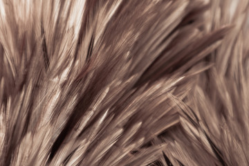 Beautiful abstract white gray and brown feathers on dark background and colorful soft brown white feather texture on white pattern