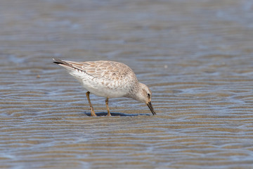 Red / Lesser Knot in Australasia