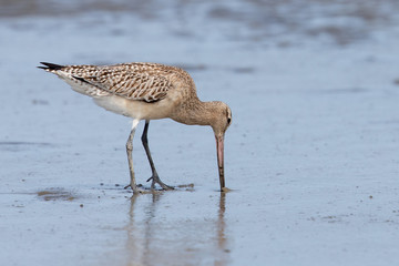 Bar-tailed Godwit in Australasia