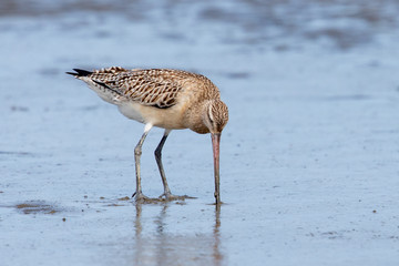 Bar-tailed Godwit in Australasia