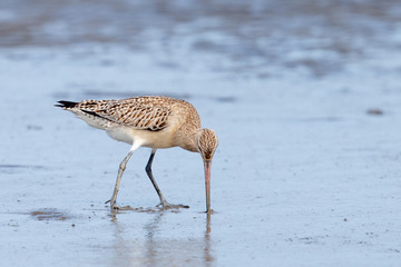 Bar-tailed Godwit in Australasia