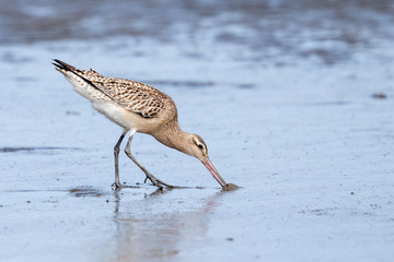 Bar-tailed Godwit in Australasia