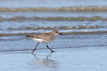 Grey / Black-bellied Plover in Australasia