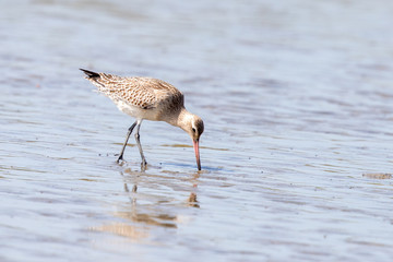 Bar-tailed Godwit in Australasia