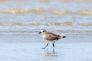 Grey / Black-bellied Plover in Australasia