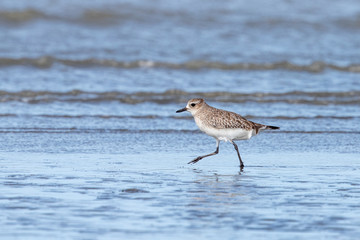 Grey / Black-bellied Plover in Australasia