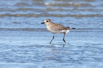 Grey / Black-bellied Plover in Australasia