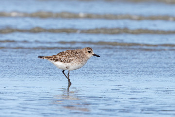 Grey / Black-bellied Plover in Australasia