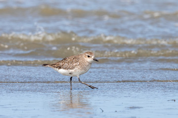Grey / Black-bellied Plover in Australasia
