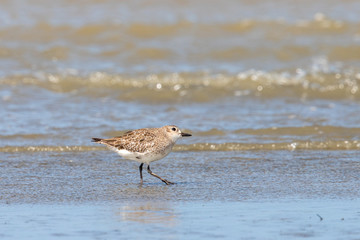 Grey / Black-bellied Plover in Australasia