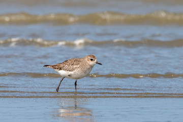 Grey / Black-bellied Plover in Australasia