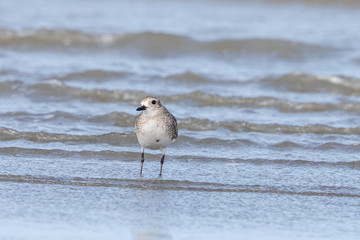 Grey / Black-bellied Plover in Australasia