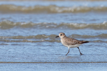 Obraz premium Grey / Black-bellied Plover in Australasia