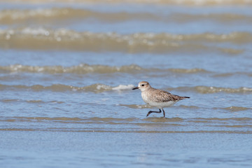 Grey / Black-bellied Plover in Australasia