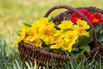 Blossoming primrose in a basket