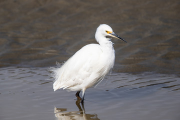 Little Egret in Australasia