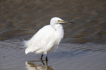 Little Egret in Australasia