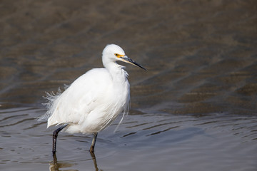 Little Egret in Australasia