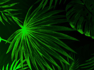 Obraz premium Beautiful abstract dark and green leaves on white with a natural background and white green tree leaf on darkness texture pattern