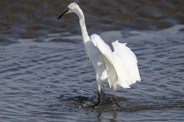 Little Egret in Australasia
