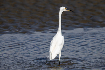 Little Egret in Australasia