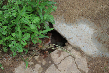 snake whole on the ground