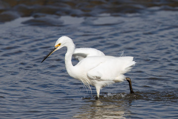 Little Egret in Australasia