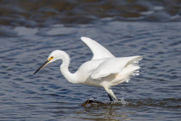 Little Egret in Australasia