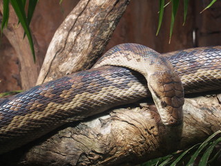 Snakes, Wild Life Sydney Zoo, Sydney, Australia