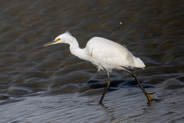 Little Egret in Australasia